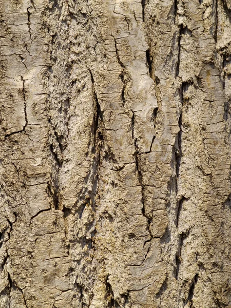 Background from a bark of an old tree — Stock Photo, Image
