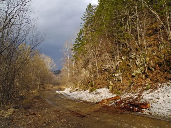 Последний снег на лесной дороге — стоковое фото