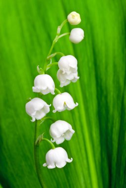 Beautiful lily-of-the-valley flower clipart