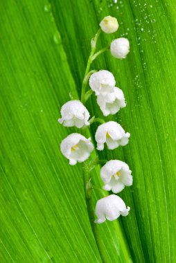 Lily-of-the-valley with waterdrops clipart