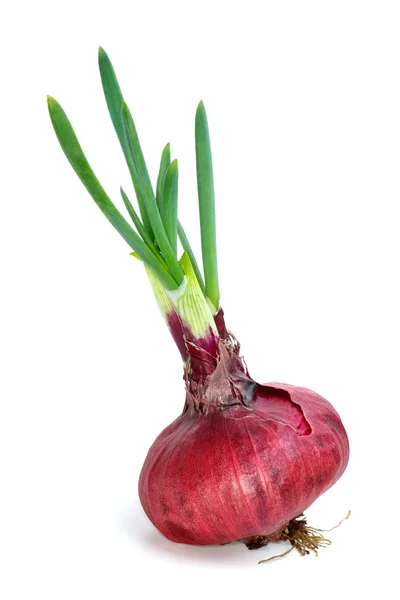 Sprouted violet onion — Stock Photo, Image