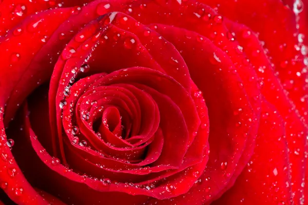 Vacker röd ros knopp med vattendroppar — Stockfoto