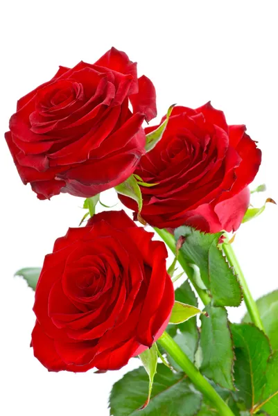 Tre vackra röda rosor — Stockfoto