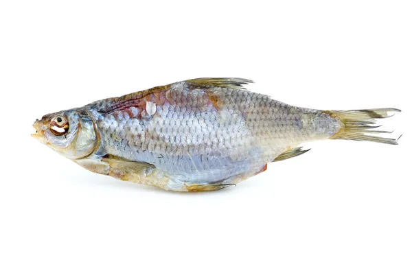 Αποξηραμένα ψάρια roach θάλασσα — Φωτογραφία Αρχείου