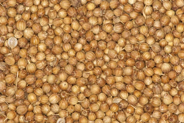Koriandr semena koření pozadí — Stock fotografie