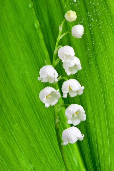 Lily-of-the-valley with waterdrops — Stock Photo, Image