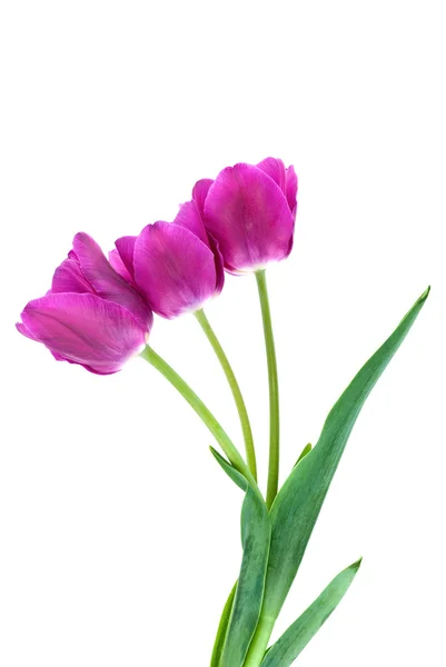 Three purple tulips — Stock Photo, Image