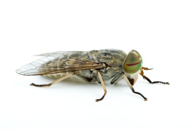 Macro shot of gadfly clipart