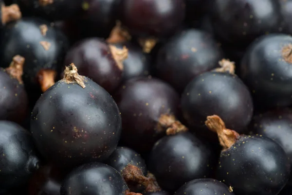 stock image Black currants