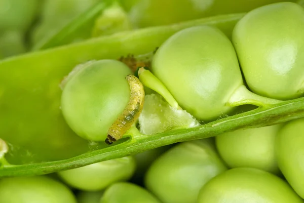 エンドウ豆の鞘をワームします。 — ストック写真