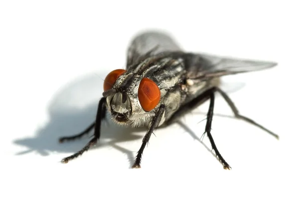 Μεγάλη μαύρη μύγα με κόκκινα μάτια — Φωτογραφία Αρχείου