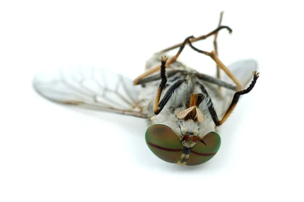 Makroaufnahme einer toten Fliege — Stockfoto