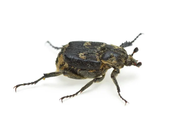 Checkered beetle (Valgus hemipterus) — Stock Photo, Image