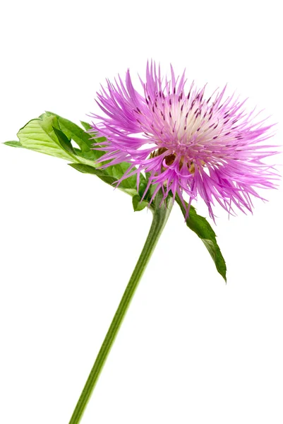 stock image Pink centaury flower