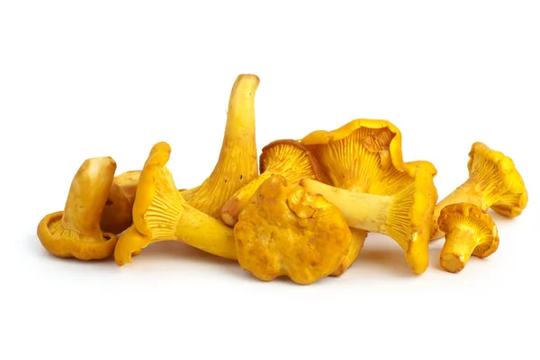 Small pile of chanterelle mushrooms — Stock Photo, Image