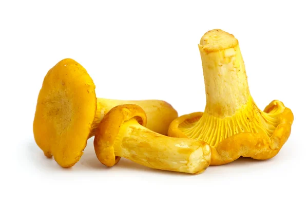Três cogumelos chanterelle — Fotografia de Stock