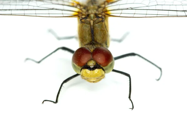 Dragonfly "portrait" — Stock Photo, Image