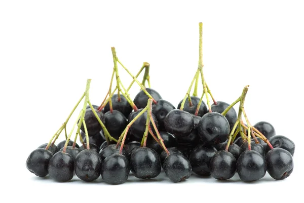 Few black chokeberry clusters — Stock Photo, Image
