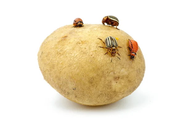 Potato infested with colorado potato beetles and — Stock Photo, Image