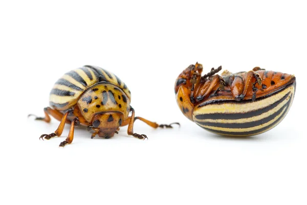Escarabajos vivos y muertos de patata colorado — Foto de Stock