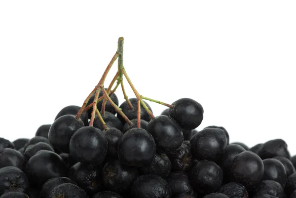 Racimo de chokeberry negro encima de la pila de bayas — Foto de Stock