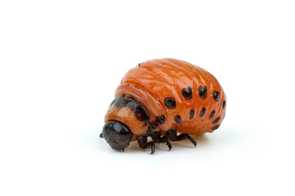 Личинки колорадського жука Закри — стокове фото