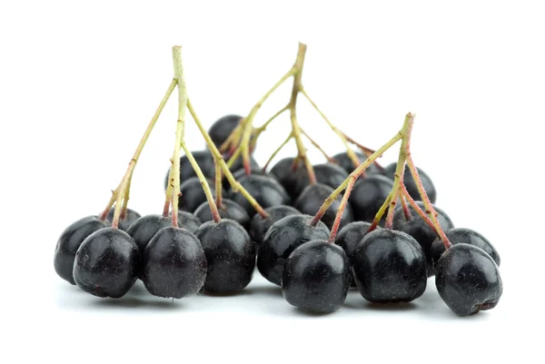 Poucos cachos de chokeberry pretos — Fotografia de Stock