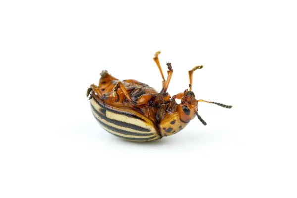 Dead colorado potato beetle close-up — Stock Photo, Image