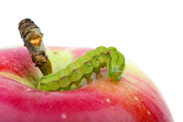 Bruco verde sulla mela rossa — Foto Stock