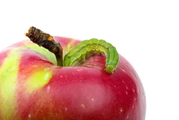Большой зелёный червь ползает по красному яблоку — стоковое фото