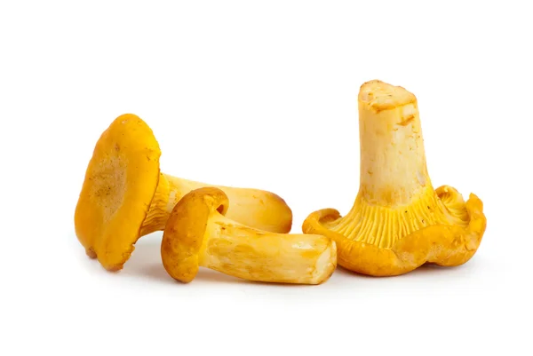 Three chanterelle mushrooms — Stock Photo, Image