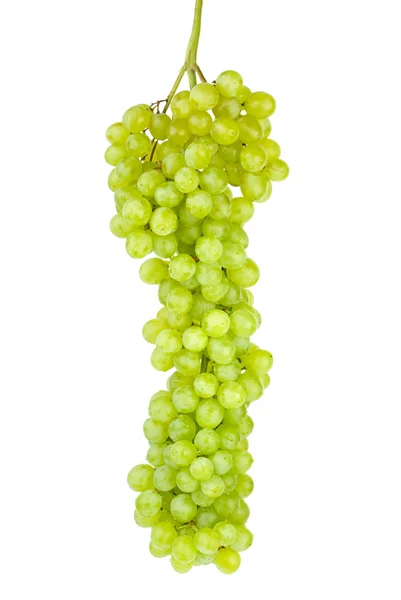 Пучок зеленого винограду без насіння — стокове фото