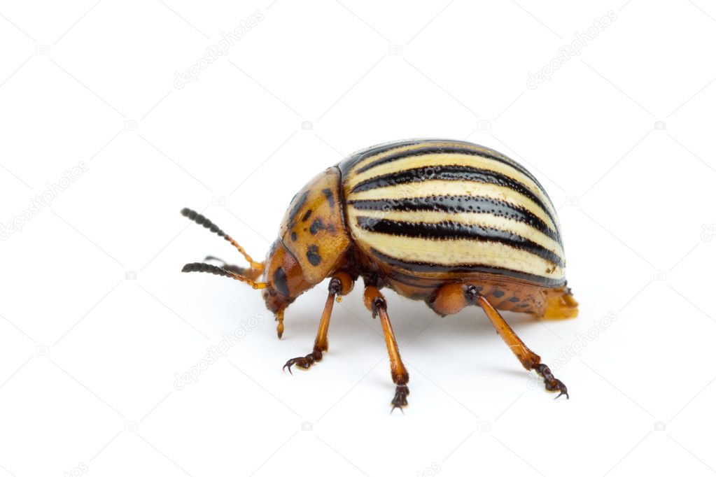 Colorado potato beetle close-up