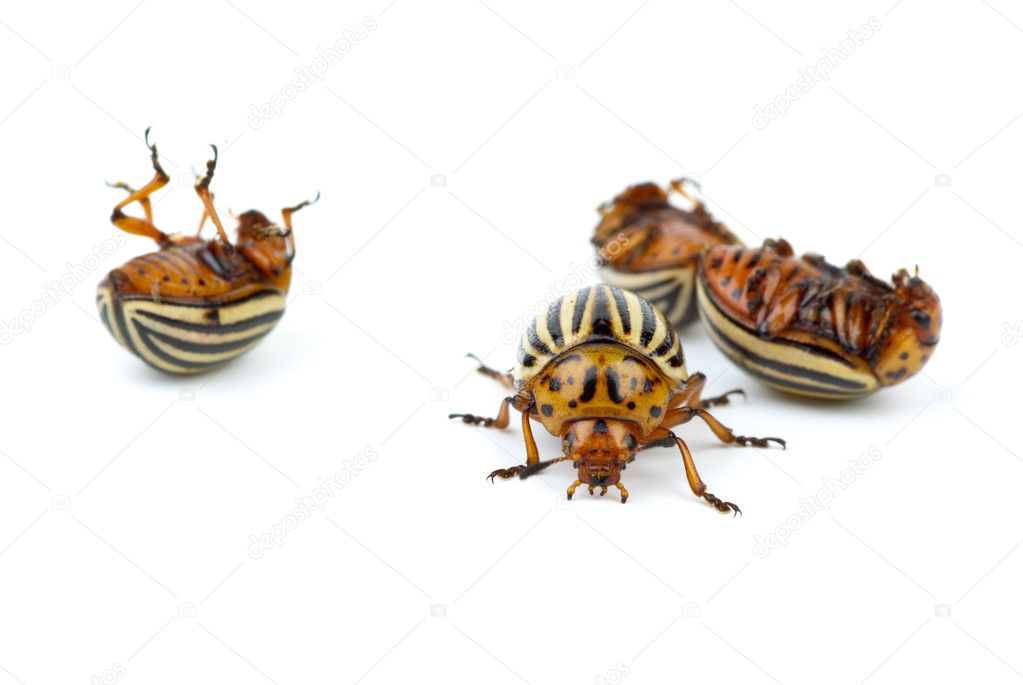 One alive and three dead colorado potato beetles