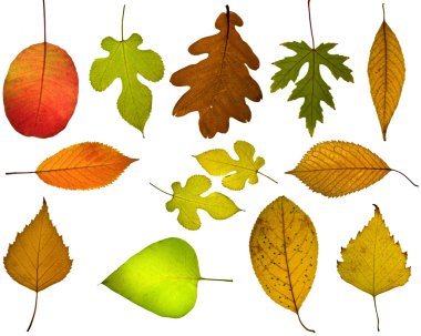 Set of different autumnal leaves clipart