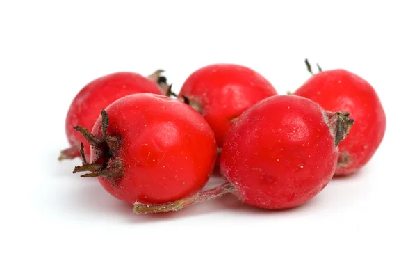Few haw berries — Stock Photo, Image