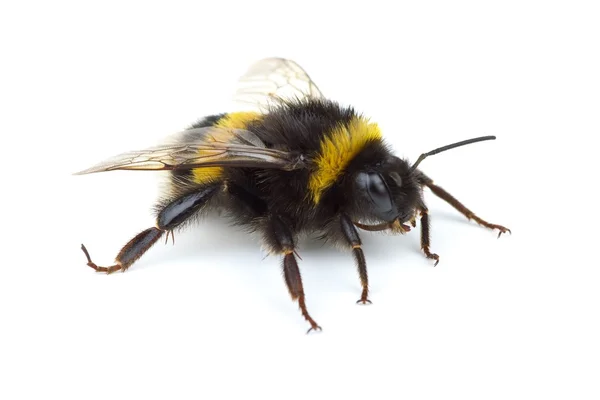 Crawling bumblebee — Stock Photo, Image