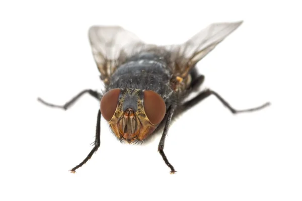 Retrato da mosca " — Fotografia de Stock