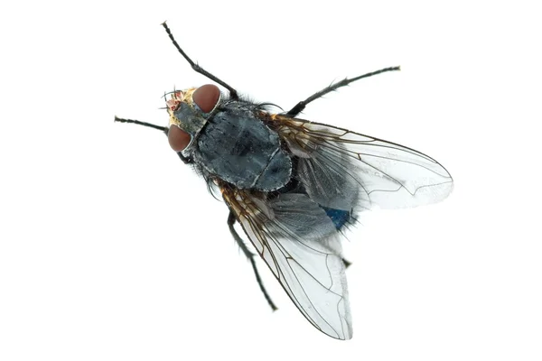 Big meat fly — Stock Photo, Image