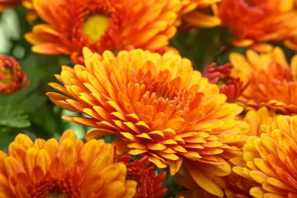 Turuncu Kasımpatı çiçeği — Stok fotoğraf