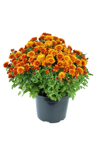 Blomsterpotte med oransje krysantemumblomster – stockfoto