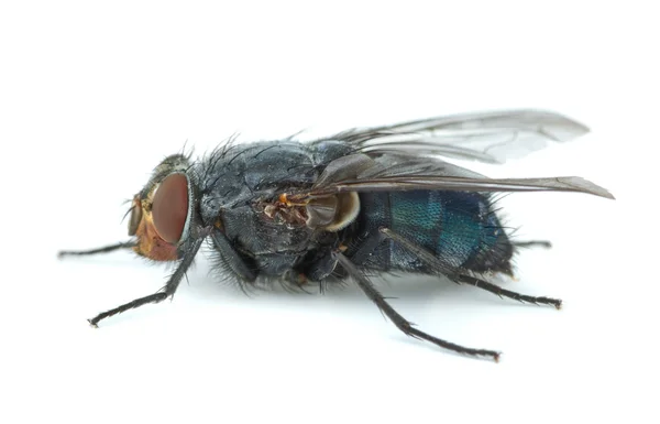 Grande mosca ruiva azul (Calliphora vicina ) — Fotografia de Stock