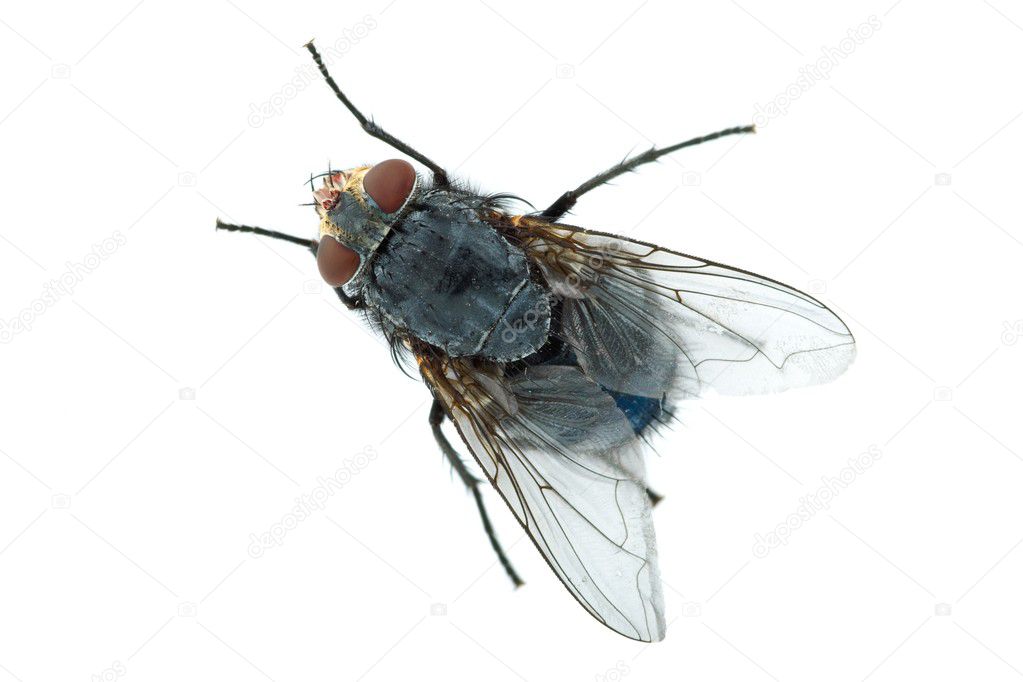 Big meat fly