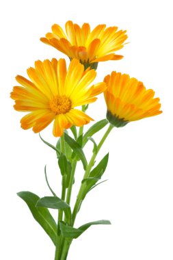 Üç calendula çiçek