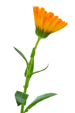 Calendula çiçek