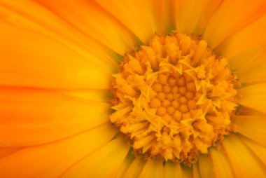 yakın çekim shot turuncu calendula çiçek