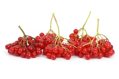 Viburnum berries clipart