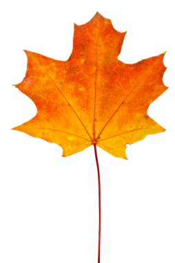 Orange-red maple leaf isolated on the white background clipart