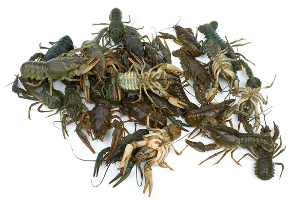 Pilha de lagostins vivos — Fotografia de Stock