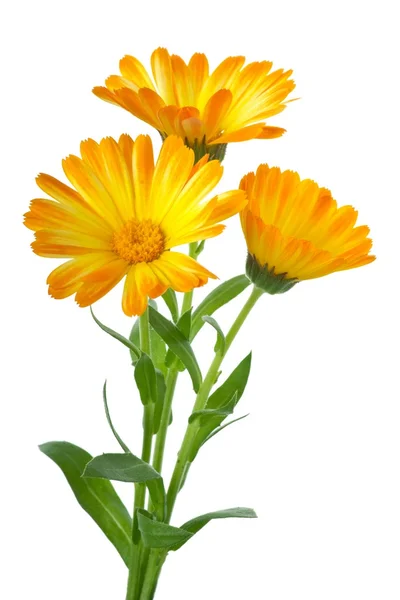 Три цветка календулы — стоковое фото